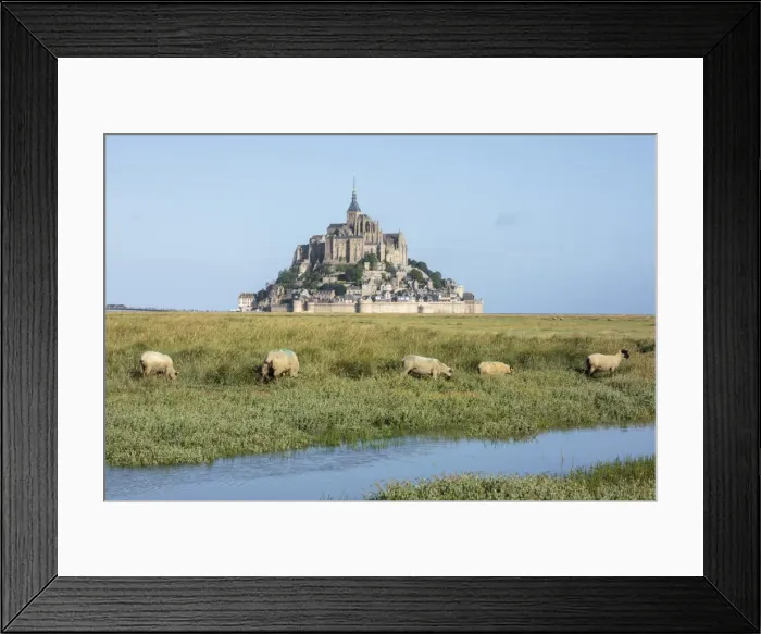 Framed Print : Sheep grazing with the village in the background, Mont-Saint-Michel, UNESCO World Heritage Site Framed Print : Sheep grazing with the village in the background, Mont-Saint-Michel, UNESCO World Heritage Site