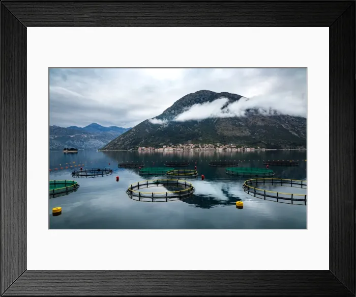 Framed Print : Looking across the Bay of Kotor towards the town of Perast, with circular fishing Framed Print : Looking across the Bay of Kotor towards the town of Perast, with circular fishing
