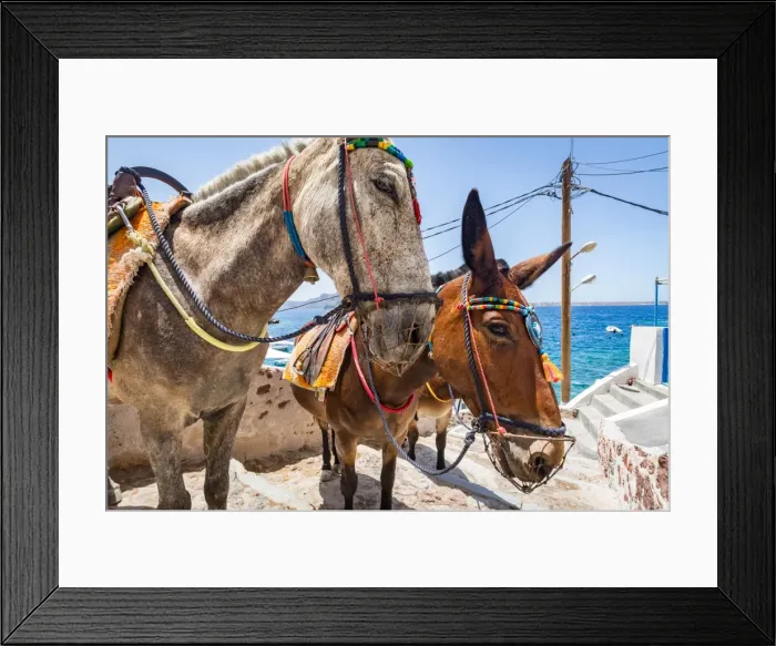 Framed Print : Donkeys and mules take tourists and goods from Oia to Ammoudi Bay (Amoudi) Framed Print : Donkeys and mules take tourists and goods from Oia to Ammoudi Bay (Amoudi)