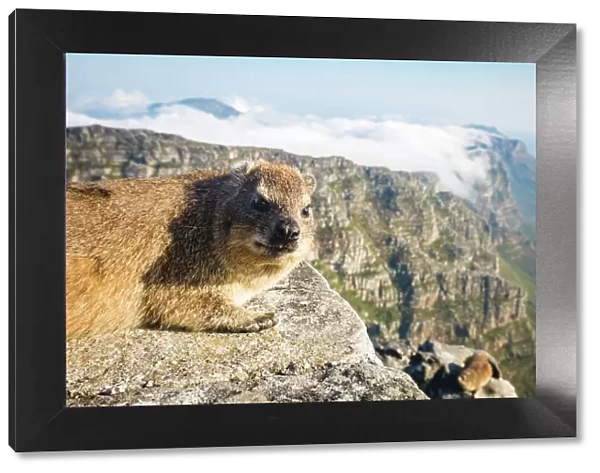 Rock Dassie (hyrax) on top of Table Mountain, Cape Town, South Africa, Africa