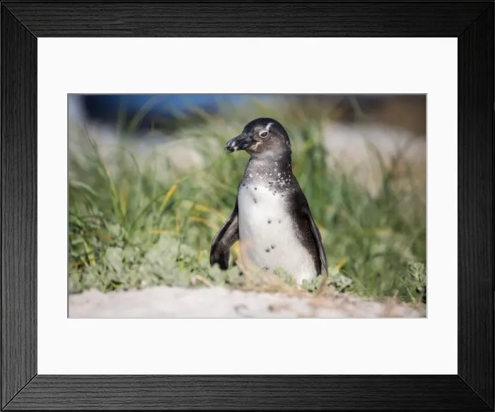 Framed Print : South African penguin (jackass penguin) at Boulders Beach in Simons Bay on the Cape Peninsula Framed Print : South African penguin (jackass penguin) at Boulders Beach in Simons Bay on the Cape Peninsula