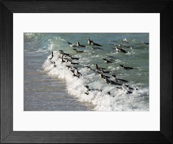 Framed Print : Penguins swimming in on the tide at Boulders Beach, Boulders Penguin Colony, Simons Town Framed Print : Penguins swimming in on the tide at Boulders Beach, Boulders Penguin Colony, Simons Town