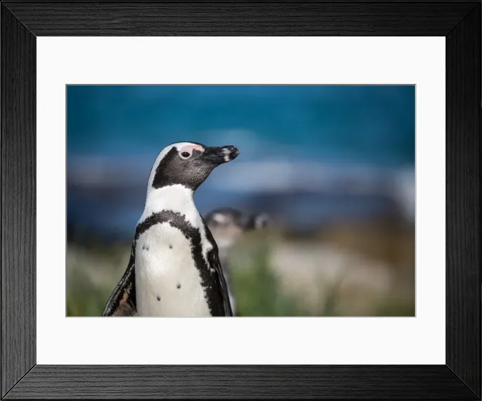 Framed Print : African penguin (jackass penguin) (Spheniscus demersus), Boulders Beach. Boulders Penguin Colony Framed Print : African penguin (jackass penguin) (Spheniscus demersus), Boulders Beach. Boulders Penguin Colony