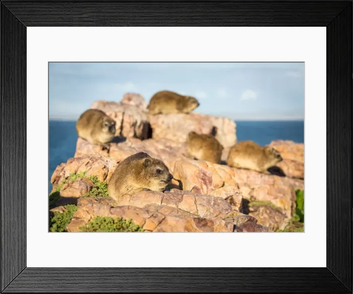 Framed Print : Rock Dassies (hyrax), Hermanus, Western Cape, South Africa, Africa Framed Print : Rock Dassies (hyrax), Hermanus, Western Cape, South Africa, Africa