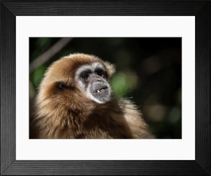 Framed Print : Female Gibbon at Monkeyland Primate Sanctuary in Plettenberg Bay, South Africa, Africa Framed Print : Female Gibbon at Monkeyland Primate Sanctuary in Plettenberg Bay, South Africa, Africa