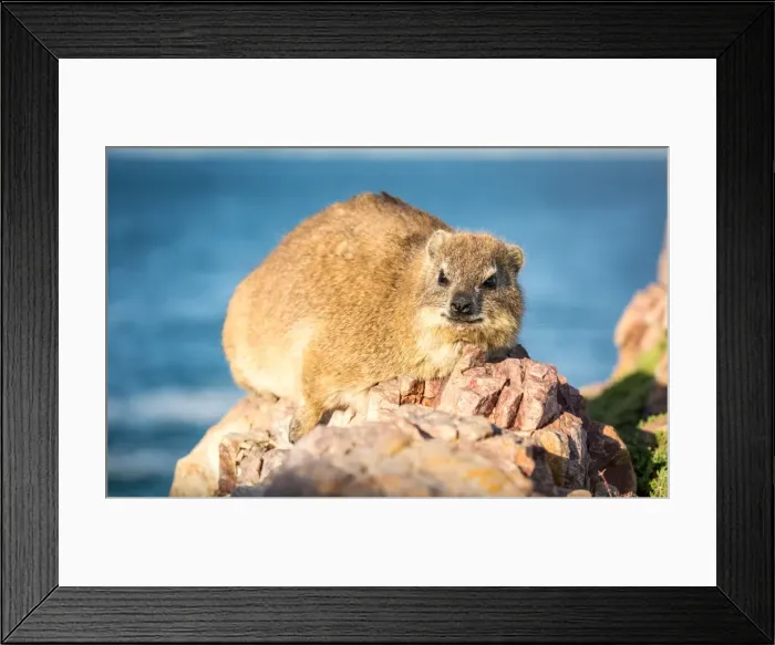 Framed Print : Rock Dassie (hyrax) in Hermanus, Western Cape, South Africa, Africa Framed Print : Rock Dassie (hyrax) in Hermanus, Western Cape, South Africa, Africa