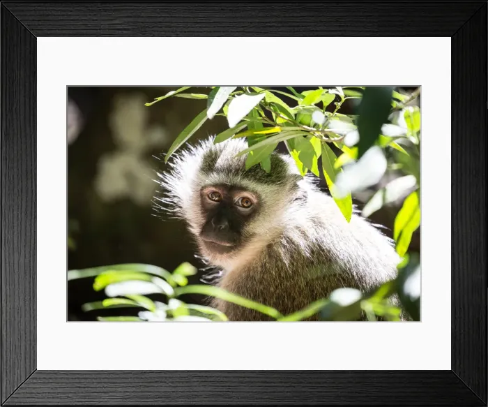 Framed Print : Vervet Monkey at Monkeyland Primate Sanctuary in Plettenberg Bay, South Africa, Africa Framed Print : Vervet Monkey at Monkeyland Primate Sanctuary in Plettenberg Bay, South Africa, Africa