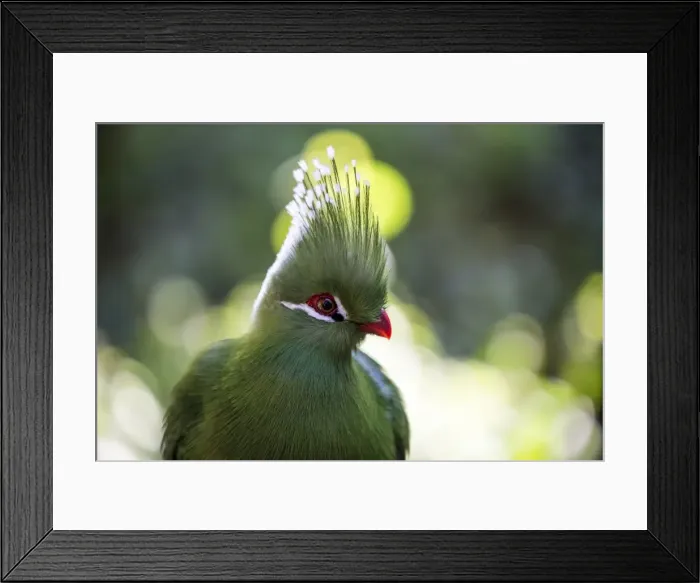 Framed Print : A forest bird at Birds of Eden in Plettenberg Bay, South Africa, Africa