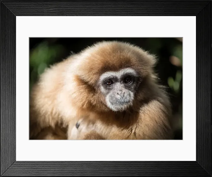 Framed Print : Female Gibbon at Monkeyland Primate Sanctuary in Plettenberg Bay, South Africa. Africa Framed Print : Female Gibbon at Monkeyland Primate Sanctuary in Plettenberg Bay, South Africa. Africa