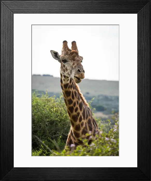 Framed Print : Portrait of a giraffe in the Amakhala Game Reserve on the Eastern Cape, South Africa Framed Print : Portrait of a giraffe in the Amakhala Game Reserve on the Eastern Cape, South Africa