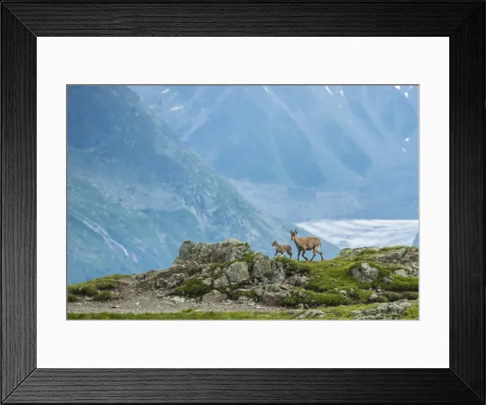 Framed Print : Two Ibexes on a rock in front of Mont Blanc, Chamonix, Haute Savoie, France, Europe Framed Print : Two Ibexes on a rock in front of Mont Blanc, Chamonix, Haute Savoie, France, Europe