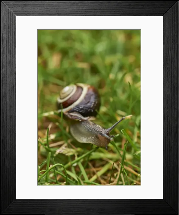 Framed Print : A white-lipped snail on grass in a garden in Oxfordshire, England, United Kingdom, Europe Framed Print : A white-lipped snail on grass in a garden in Oxfordshire, England, United Kingdom, Europe