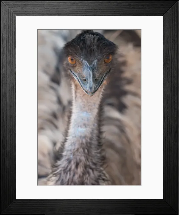 Framed Print : Close-up of face and neck of emu, Ostrich Safari Park, Oudsthoorn, South Africa, Africa Framed Print : Close-up of face and neck of emu, Ostrich Safari Park, Oudsthoorn, South Africa, Africa