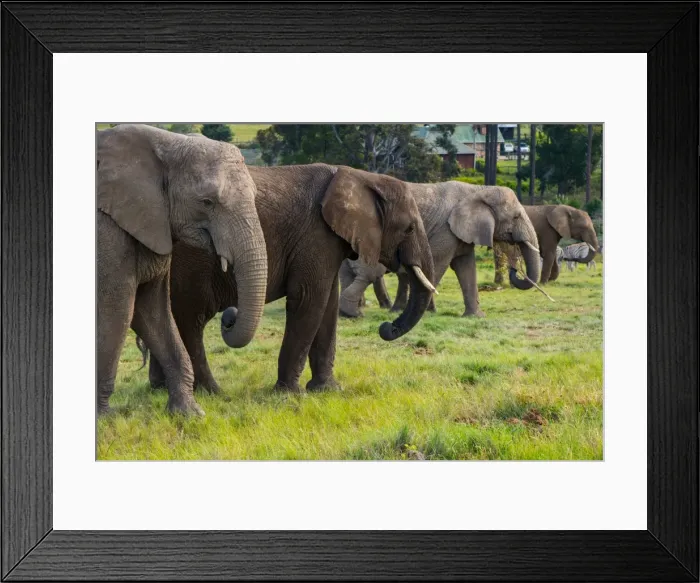 Framed Print : Line-up of four elephants, Kynsna Elephant Park, Knysna, Western Cape, South Africa Framed Print : Line-up of four elephants, Kynsna Elephant Park, Knysna, Western Cape, South Africa