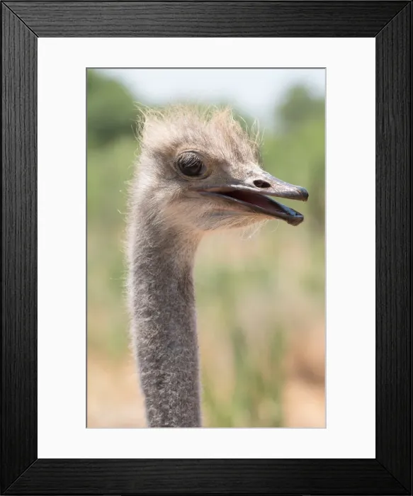 Framed Print : Ostrich in Ostrich Safari Park, Oudsthoorn, South Africa, Africa Framed Print : Ostrich in Ostrich Safari Park, Oudsthoorn, South Africa, Africa
