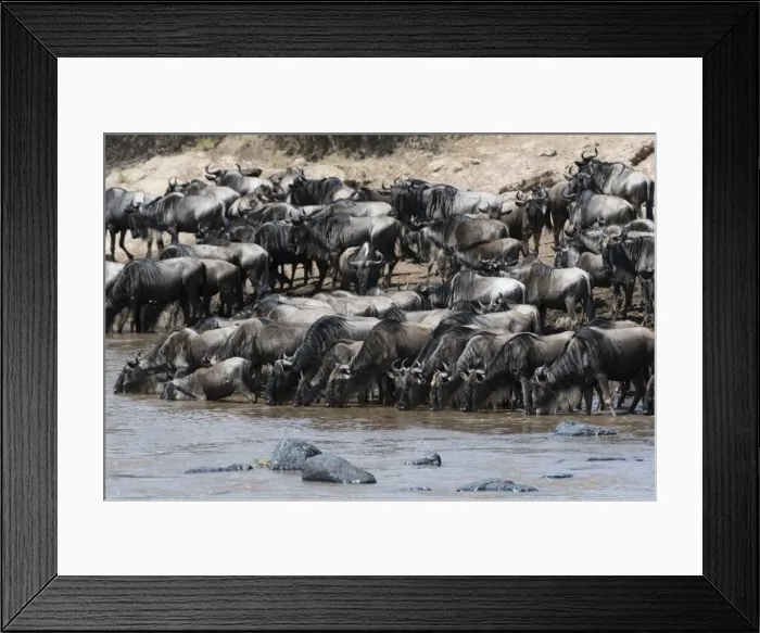 Framed Print : Eastern white-bearded wildebeest (Connochaetes taurinus albojubatus) on the Mara River bank Framed Print : Eastern white-bearded wildebeest (Connochaetes taurinus albojubatus) on the Mara River bank