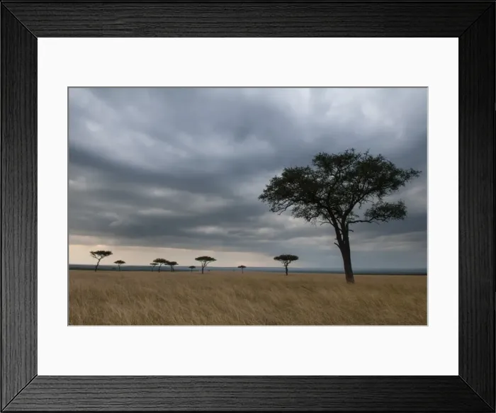 Framed Print : Acacia trees, Masai Mara National Reserve, Kenya, East Africa, Africa Framed Print : Acacia trees, Masai Mara National Reserve, Kenya, East Africa, Africa
