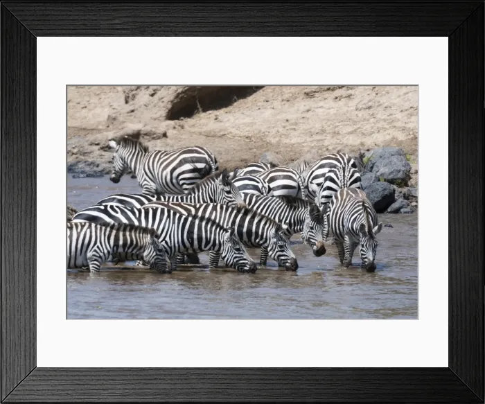 Framed Print : Grants zebras (Equus burchellii boehmi) crossing the Mara River, Masai Mara, Kenya Framed Print : Grants zebras (Equus burchellii boehmi) crossing the Mara River, Masai Mara, Kenya
