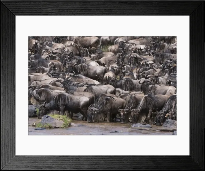 Framed Print : Eastern white-bearded wildebeest (Connochaetes taurinus), on the Mara River bank Framed Print : Eastern white-bearded wildebeest (Connochaetes taurinus), on the Mara River bank