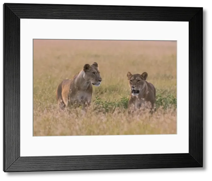 Framed Print : Portrait of two lionesses (Panthera leo) in the savannah, Masai Mara, Kenya, East Africa Framed Print : Portrait of two lionesses (Panthera leo) in the savannah, Masai Mara, Kenya, East Africa