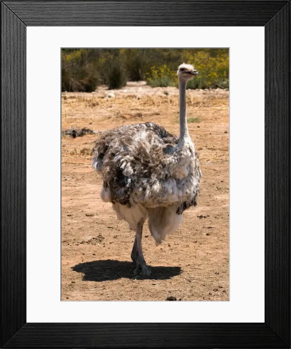 Framed Print : Ostrich in Ostrich Safari Park, Oudsthoorn, South Africa, Africa Framed Print : Ostrich in Ostrich Safari Park, Oudsthoorn, South Africa, Africa