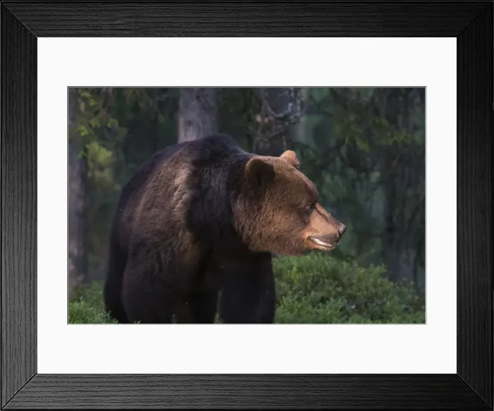 Framed Print : The light filtering through the leaves illuminates a European brown bear (Ursus arctos) Framed Print : The light filtering through the leaves illuminates a European brown bear (Ursus arctos)