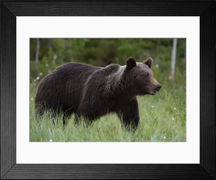Framed Print : Portrait of a European brown bear (Ursus arctos), Kuhmo, Finland, Europe Framed Print : Portrait of a European brown bear (Ursus arctos), Kuhmo, Finland, Europe