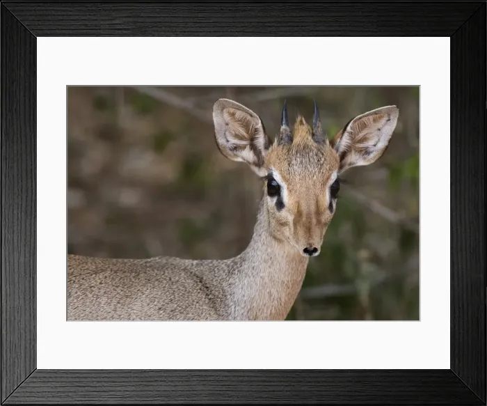 Framed Print : Portrait of a Kirks dik-dik (Madoqua kirkii), Samburu, Kenya, East Africa, Africa Framed Print : Portrait of a Kirks dik-dik (Madoqua kirkii), Samburu, Kenya, East Africa, Africa