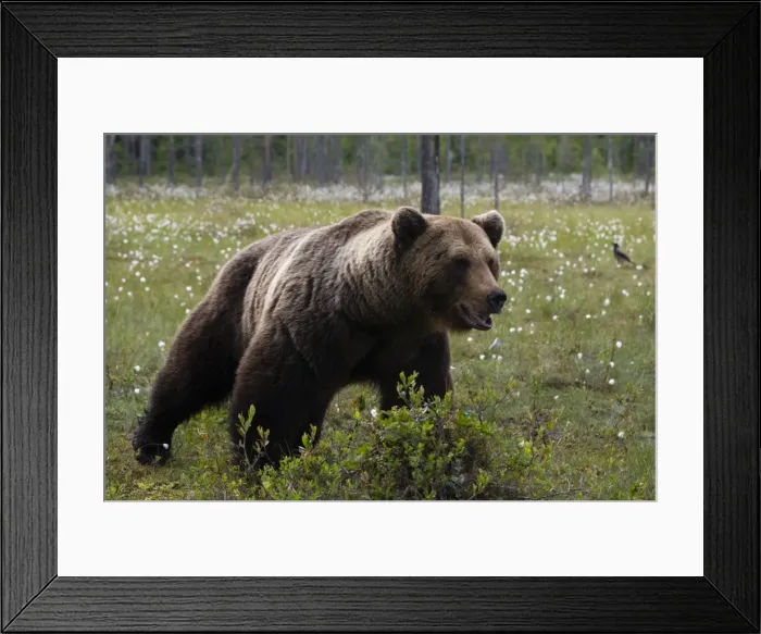 Framed Print : Portrait of a European brown bear (Ursus arctos), Kuhmo, Finland, Europe Framed Print : Portrait of a European brown bear (Ursus arctos), Kuhmo, Finland, Europe