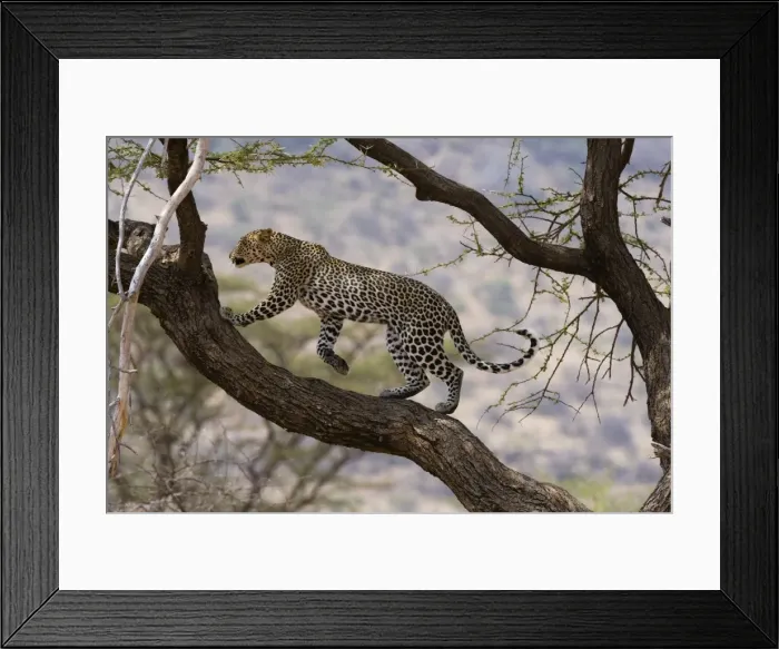 Framed Print : A leopard (Panthera pardus) walking on a tree branch, Samburu National Reserve, Kenya Framed Print : A leopard (Panthera pardus) walking on a tree branch, Samburu National Reserve, Kenya