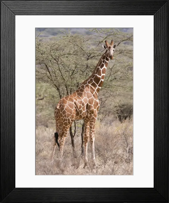 Framed Print : Reticulated giraffe (Giraffa camelopardalis reticulata), Kalama Conservancy, Samburu Framed Print : Reticulated giraffe (Giraffa camelopardalis reticulata), Kalama Conservancy, Samburu