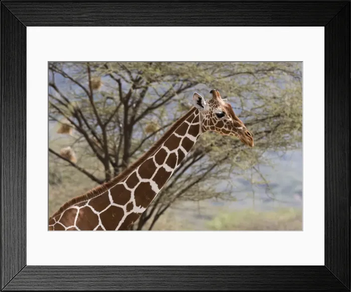 Framed Print : A portrait of a reticulated giraffe (Giraffa camelopardalis reticulata), Kalama Conservancy