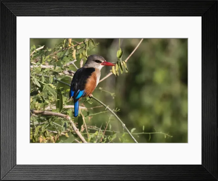 Framed Print : A grey-headed kingfisher (Halcyon leucocephala) perched on a tree branch, Samburu Framed Print : A grey-headed kingfisher (Halcyon leucocephala) perched on a tree branch, Samburu