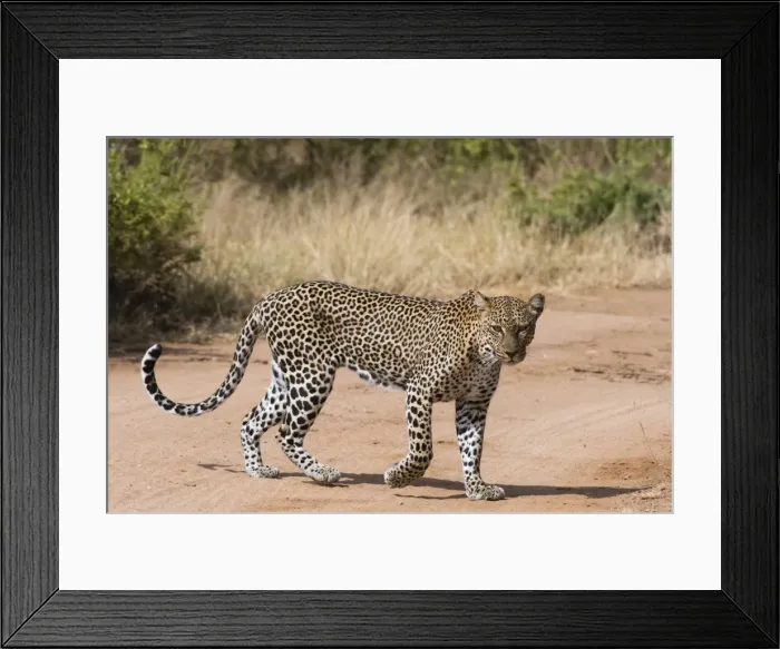 Framed Print : A leopard (Panthera pardus) walks along a road, Samburu National Reserve, Kenya, East Africa Framed Print : A leopard (Panthera pardus) walks along a road, Samburu National Reserve, Kenya, East Africa