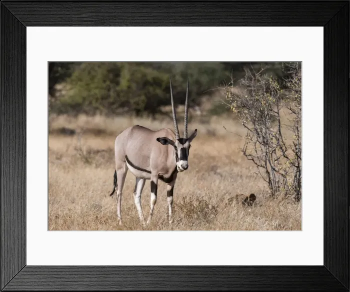 Framed Print : Beisa oryx (Oryx gazella beisa), Kalama Conservancy, Samburu, Kenya, East Africa, Africa Framed Print : Beisa oryx (Oryx gazella beisa), Kalama Conservancy, Samburu, Kenya, East Africa, Africa