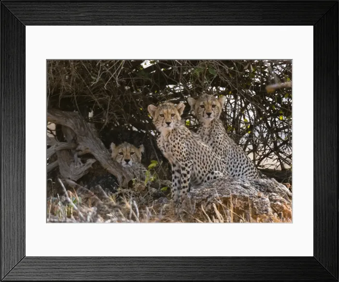 Framed Print : Portrait of three cheetah cubs (Acinonyx jubatus), Samburu National Reserve, Kenya Framed Print : Portrait of three cheetah cubs (Acinonyx jubatus), Samburu National Reserve, Kenya
