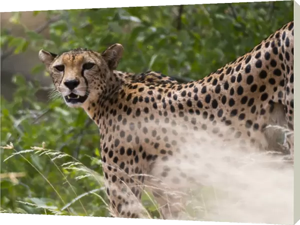 Portrait of a cheetah (Acinonyx jubatus), Samburu National Reserve, Kenya, East Africa