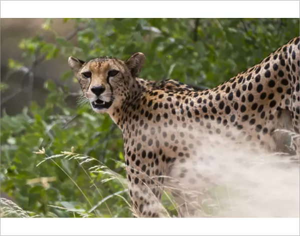 Portrait of a cheetah (Acinonyx jubatus), Samburu National Reserve, Kenya, East Africa
