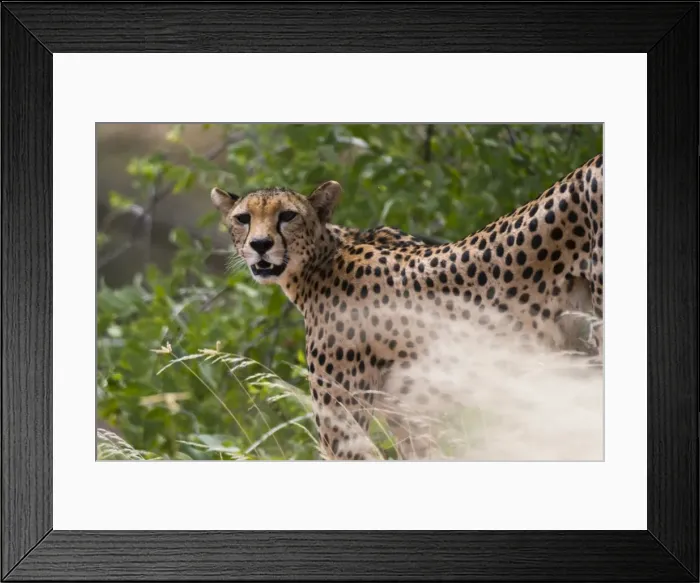 Framed Print : Portrait of a cheetah (Acinonyx jubatus), Samburu National Reserve, Kenya, East Africa Framed Print : Portrait of a cheetah (Acinonyx jubatus), Samburu National Reserve, Kenya, East Africa