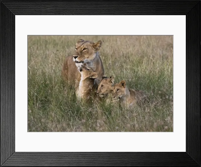 Framed Print : A lioness (Panthera leo) greeted by her cubs upon her return, Masai Mara, Kenya, East Africa Framed Print : A lioness (Panthera leo) greeted by her cubs upon her return, Masai Mara, Kenya, East Africa