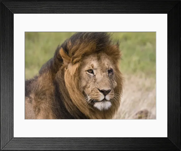 Framed Print : Portrait of a male lion (Panthera leo), Masai Mara, Kenya, East Africa, Africa Framed Print : Portrait of a male lion (Panthera leo), Masai Mara, Kenya, East Africa, Africa