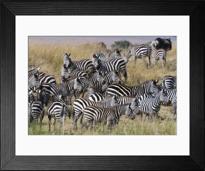 Framed Print : Grants zebras (Equus quagga boehmi) on the Mara River bank, Masai Mara, Kenya, East Africa Framed Print : Grants zebras (Equus quagga boehmi) on the Mara River bank, Masai Mara, Kenya, East Africa