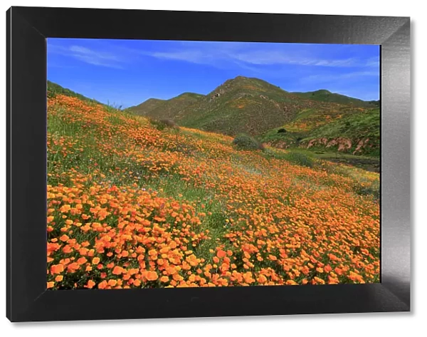 Poppies, Walker Canyon, Lake Elsinore, Riverside County, California, United States of America