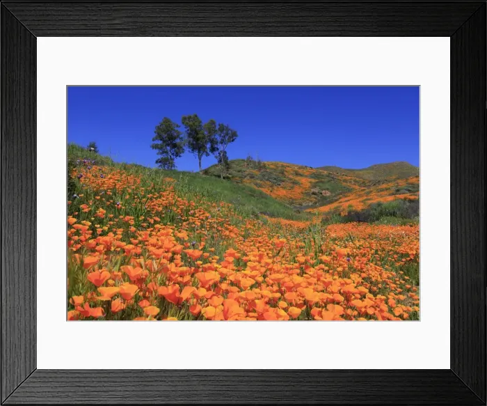 Framed Print : Poppies, Walker Canyon, Lake Elsinore, California, United States of America, North Framed Print : Poppies, Walker Canyon, Lake Elsinore, California, United States of America, North