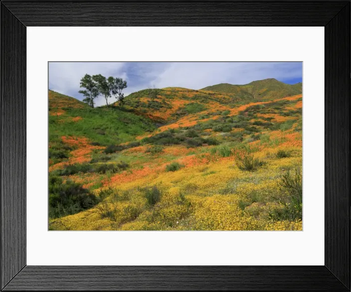 Framed Print : Walker Canyon, Lake Elsinore, Riverside County, California, United States of America Framed Print : Walker Canyon, Lake Elsinore, Riverside County, California, United States of America