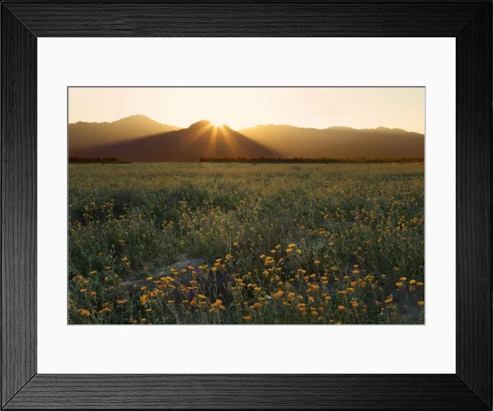 Framed Print : Desert sunflowers, Anza-Borrego Desert State Park, Borrego Springs, California, United Framed Print : Desert sunflowers, Anza-Borrego Desert State Park, Borrego Springs, California, United