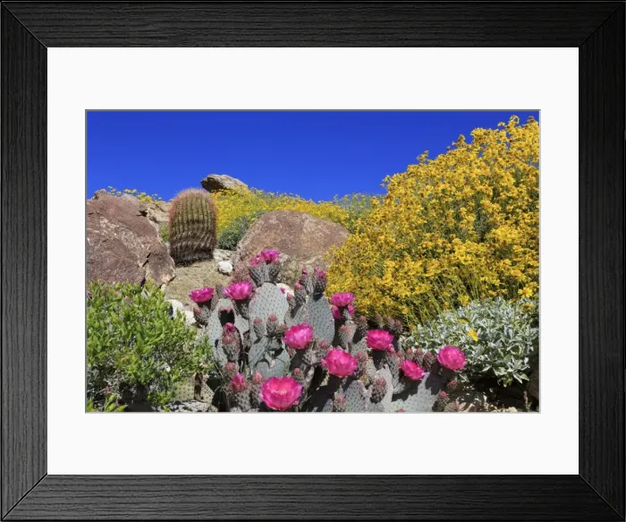 Framed Print : Beavertail cactus and brittlebush, Anza-Borrego Desert State Park, Borrego Springs Framed Print : Beavertail cactus and brittlebush, Anza-Borrego Desert State Park, Borrego Springs