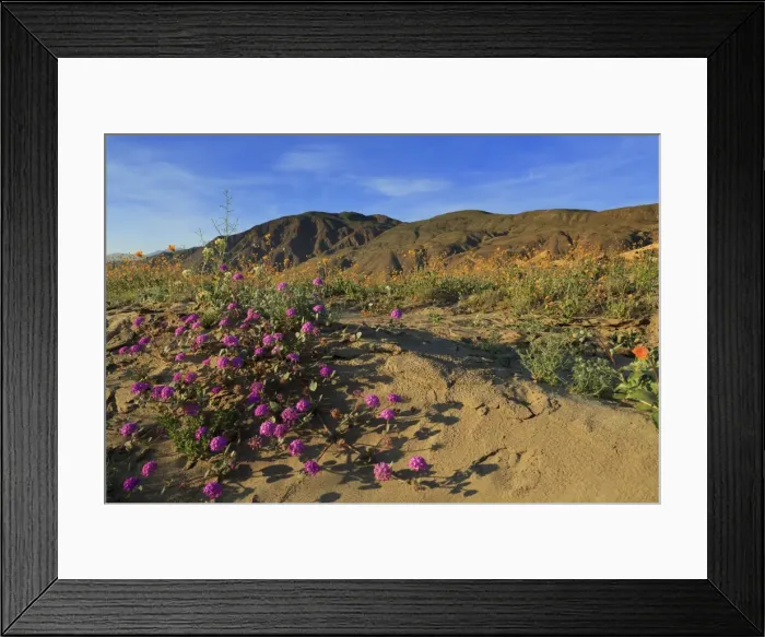 Framed Print : Anza-Borrego Desert State Park, Borrego Springs, California, United States of America Framed Print : Anza-Borrego Desert State Park, Borrego Springs, California, United States of America