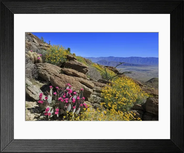 Framed Print : Beavertail and brittlebush, Anza-Borrego Desert State Park, Borrego Springs, San Diego County Framed Print : Beavertail and brittlebush, Anza-Borrego Desert State Park, Borrego Springs, San Diego County