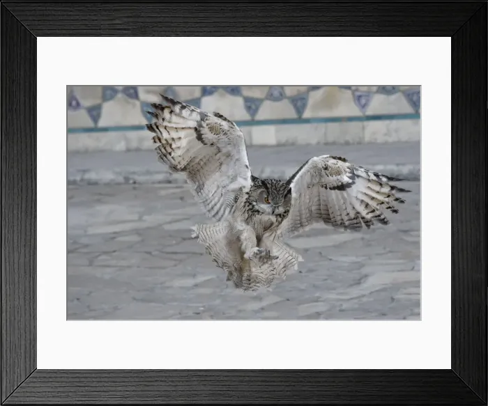 Framed Print : Eagle owl (Bubo bubo) in flight, Turkistan, South region, Kazakhstan, Central Asia, Asia Framed Print : Eagle owl (Bubo bubo) in flight, Turkistan, South region, Kazakhstan, Central Asia, Asia